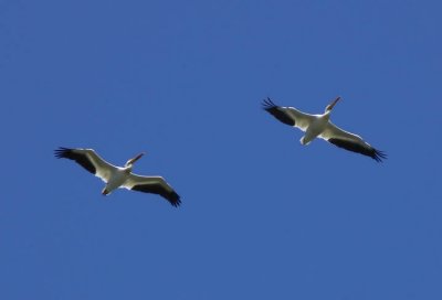 American White Pelican