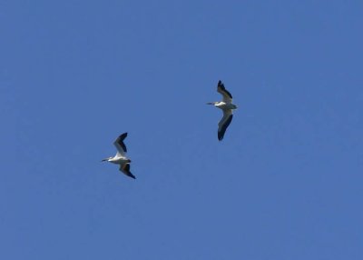 American White Pelican