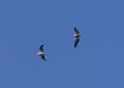 American White Pelican