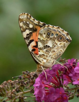 Painted Lady