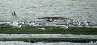 American Avocets with Caspian Terns