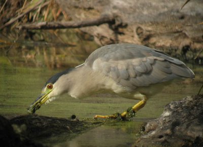 Black-crowned Night-Heron