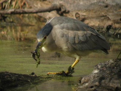 Black-crowned Night-Heron