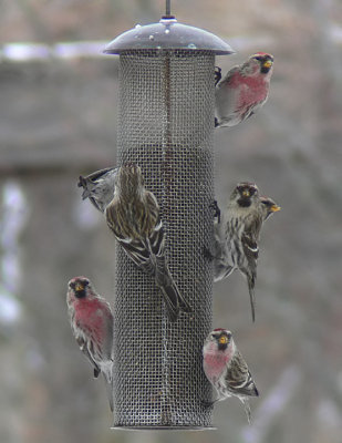 Common Redpolls