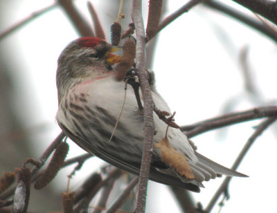 Common Redpoll