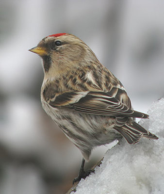 Common Redpoll