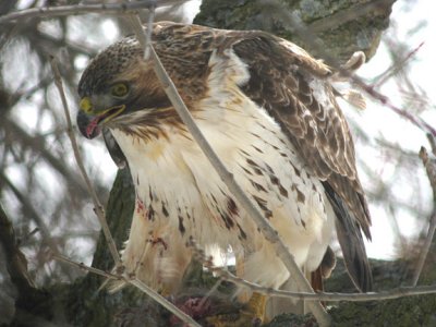 Red-tailed Hawk with Squirrel