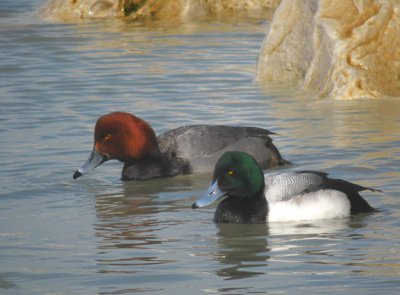 Greater Scaup and Redhead