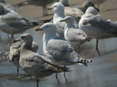 Thayer's Gull