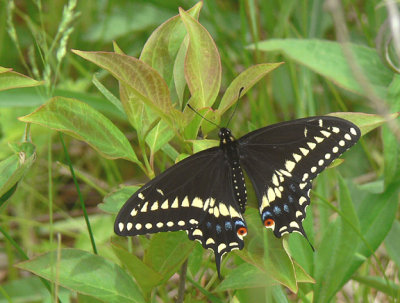 Black Swallowtail