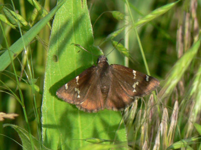 Southern Cloudywing