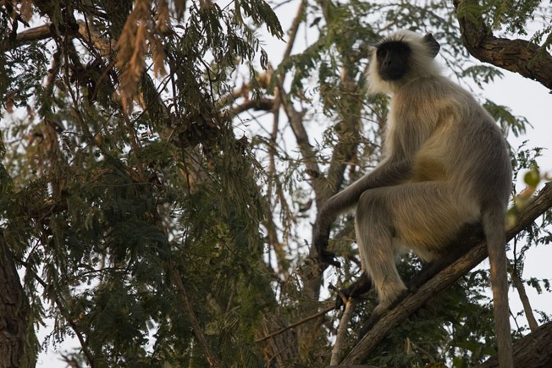 Langur, The Sariska Tiger Reserve