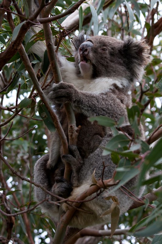 Koala