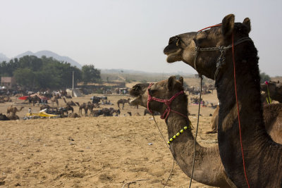 Camels during the Puskar Fair