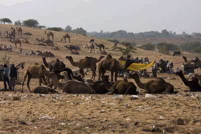 Camels during the Pushkar Fair