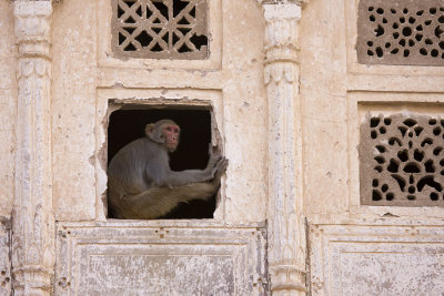 Monkey, Pushkar