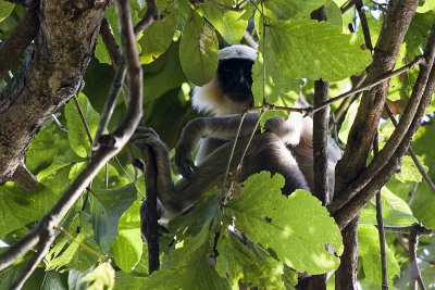 Langur, Chitwan NP