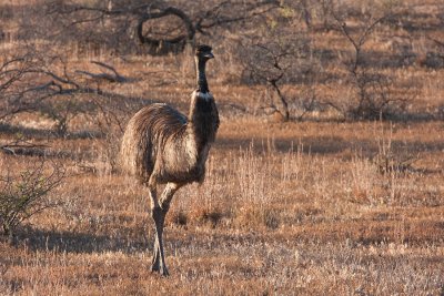 Emu in Flinders Ranges