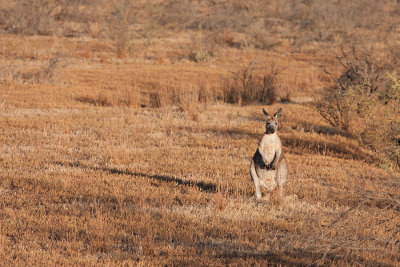 Kangaroo Enjoying the early sun