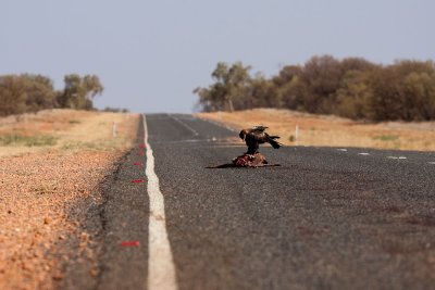 Road Kill Attracts Birds of Prey