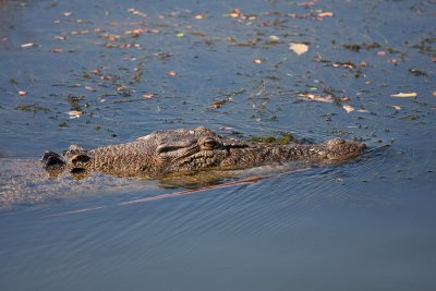 Croc, Kakadu NP