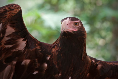 Wedge-tailed Eagle