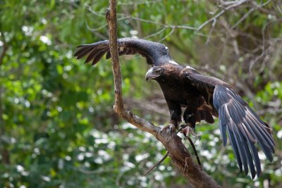 Wedge-tailed Eagle