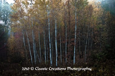 Birch Trees_HDR2.jpg
