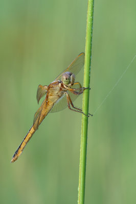 Needham Skimmer