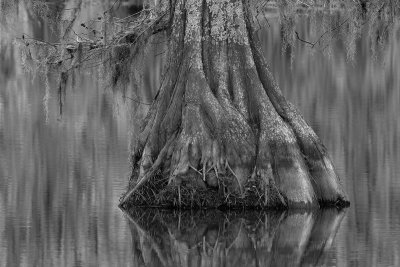 Roots Over Water