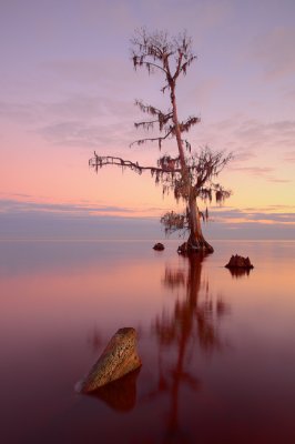 Slanted Cypress