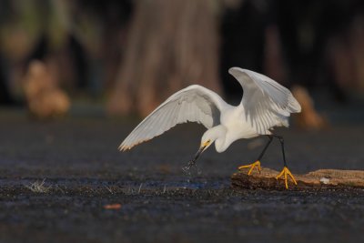 Successful Snowy Egret