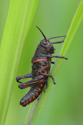 Lubber Grasshopper(Nymph)