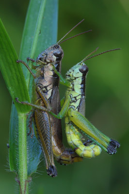 GrassHoppers Mating