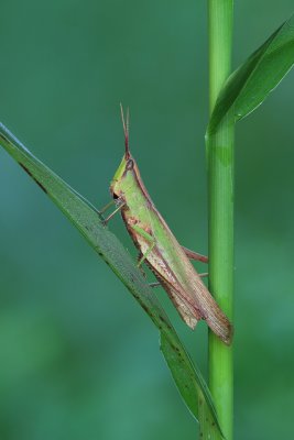 Grasshopper