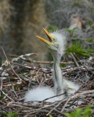 Louisiana Wildlife 2009