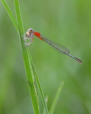 Damselfly Eating