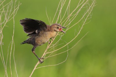 Hungry Grackle Chick