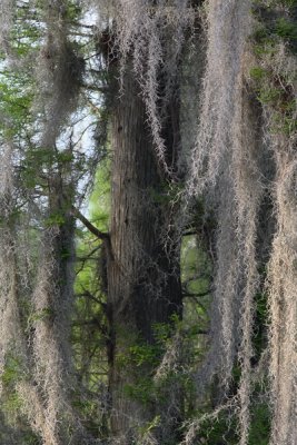 Cypress Covered In Moss