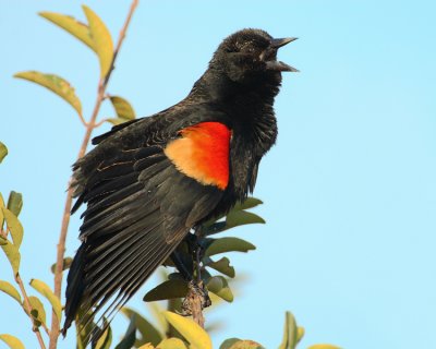 RedWing BlackBird