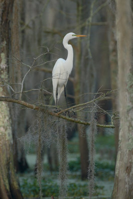 The Swamp Egret