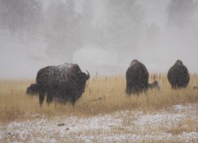 Snowy Fall in Yellowstone