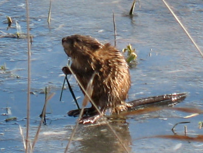 muskrat