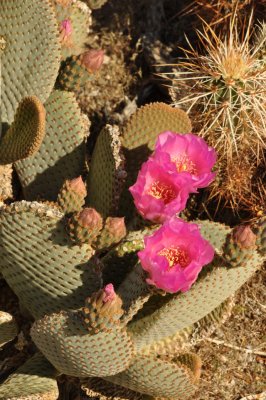 cactus blooms2