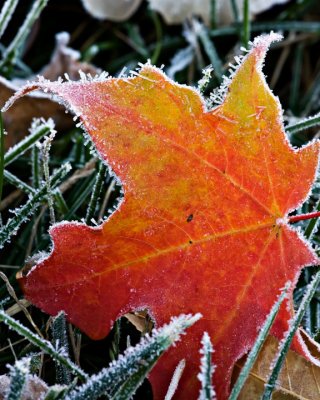 October 2008 - Frost Around The Edges - Dale Edsen