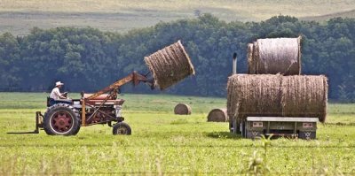 September 2008 - Harvesting The Hay - Carolyn Fox