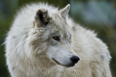 Wild Eyes