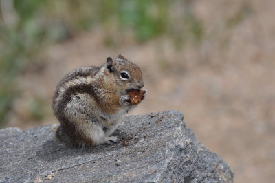 Colorado ground squirrel