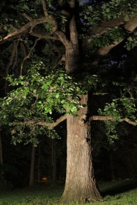 Lighted Tree-John Mooneyhan