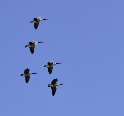 Zoo Flyover